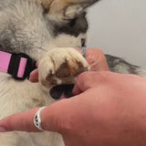 Kirlune Anti-Slip Dog Paw Grips 3